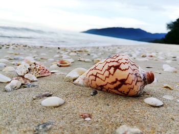 Close-up of seashells on sand at beach against sky