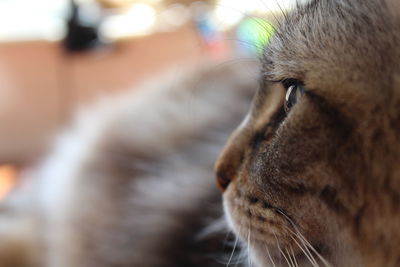 Close-up of cat