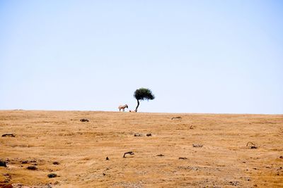 Donkey standing on field against sky