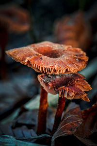 Close-up of dried plant