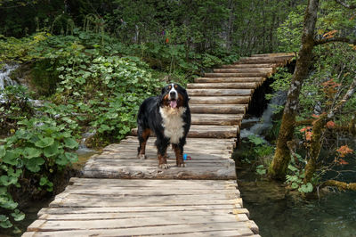 Dog walking on footpath