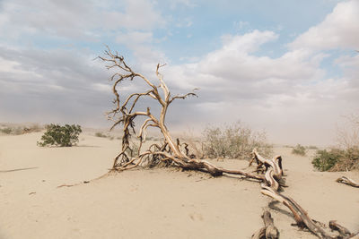 Bare tree on sand dune in desert against sky