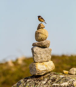 Close-up of bird perching on stack of rock