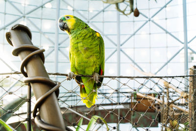 Colorful parrot sitting on the tree branch in the indoor rainforest dome