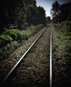 Railroad tracks amidst trees