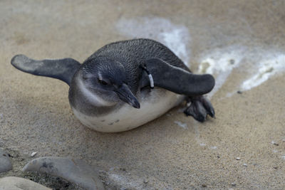 High angle view of tortoise on beach