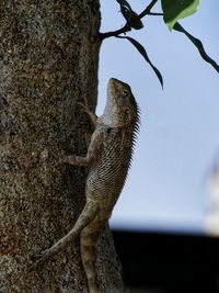 Low angle view of iguana on tree trunk