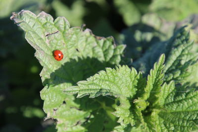 Close-up of berries on plant