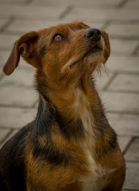 Close-up of dog looking away