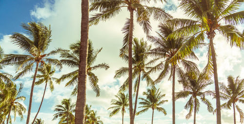 Low angle view of palm trees against sky