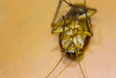 High angle view of insect