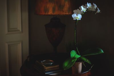 White orchids blooming at home