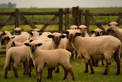 Sheep in a field