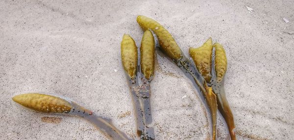 High angle view of fruit on sand