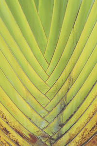 Full frame shot of palm leaf