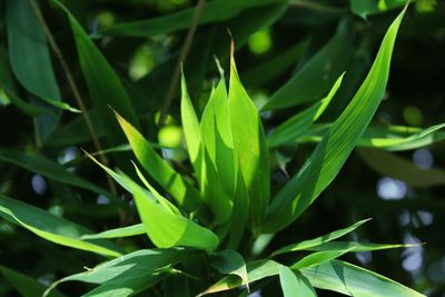 Close-up of green plant
