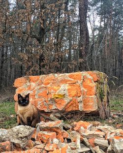 Cat sitting in a forest