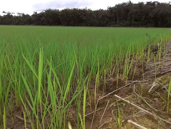 Scenic view of agricultural field