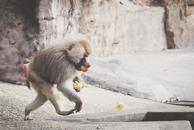 View of monkey eating food