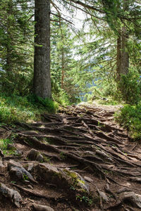 Pine trees in forest