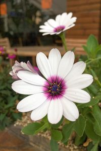 Close-up of daisy flowers