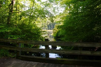 Footbridge over river in forest