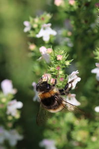 Close-up of bee pollinating on flower