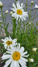 Close-up of white daisy blooming outdoors