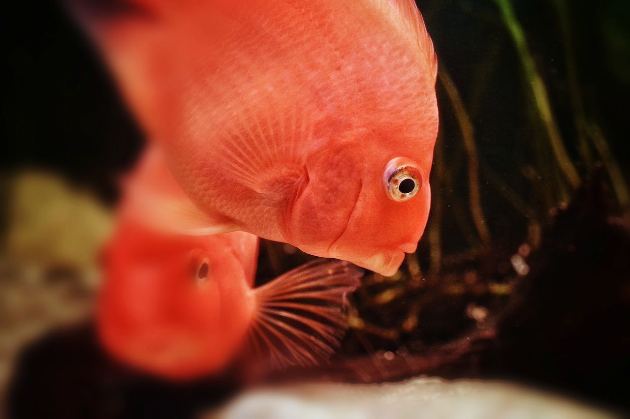 CLOSE-UP OF FISH IN AQUARIUM