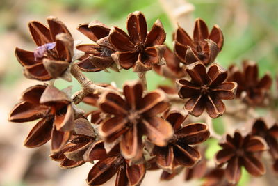 Close-up of wilted plant