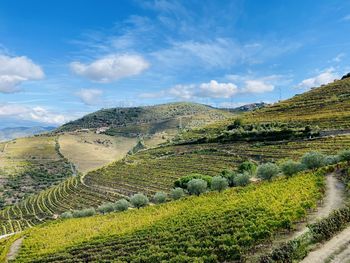 Scenic view of agricultural field against sky
