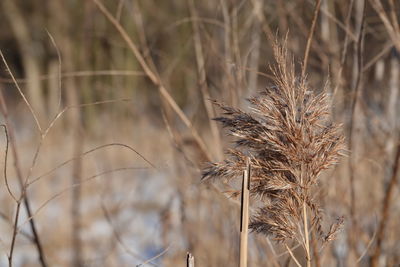 Close-up of dried plant on field