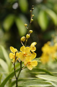 Close-up of yellow flowers