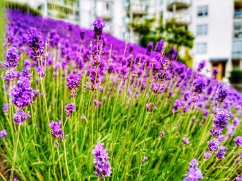 Close-up of purple flowering plants