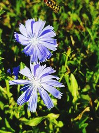 Close-up of purple flowering plant in field