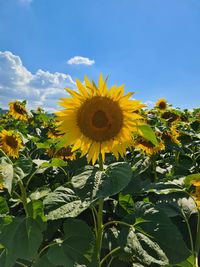 Close-up of yellow flowering plant against sky