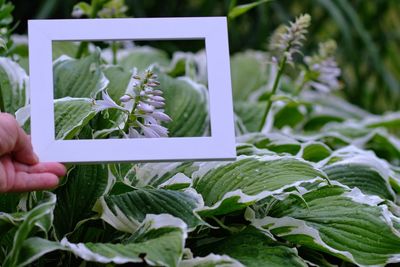 Cropped hand holding blank picture frame against flowering plants