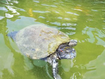 High angle view of turtle in lake