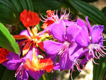 Close-up of purple flowers blooming outdoors