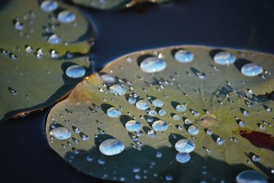 High angle view of raindrops on leaves