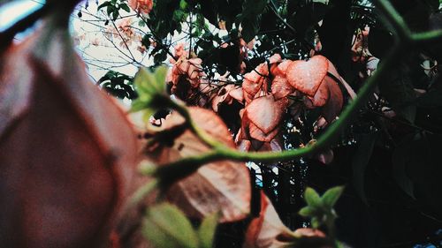 Close-up of fruits growing on tree