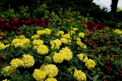 Close-up of yellow flowers