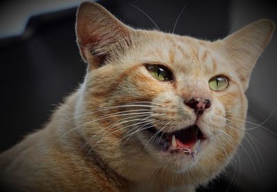 Close-up portrait of a cat