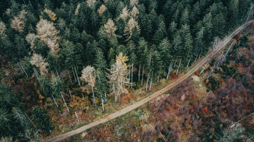 Panoramic view of pine trees in forest