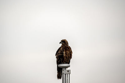 Low angle view of bird perching on wall