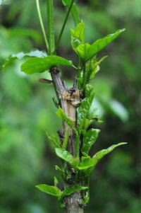 Close-up of insect on plant