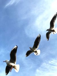 Low angle view of seagulls flying