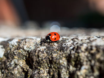 Close-up of ladybug on rock