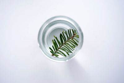 High angle view of plant against white background