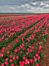 Pink flowering plants on field against sky